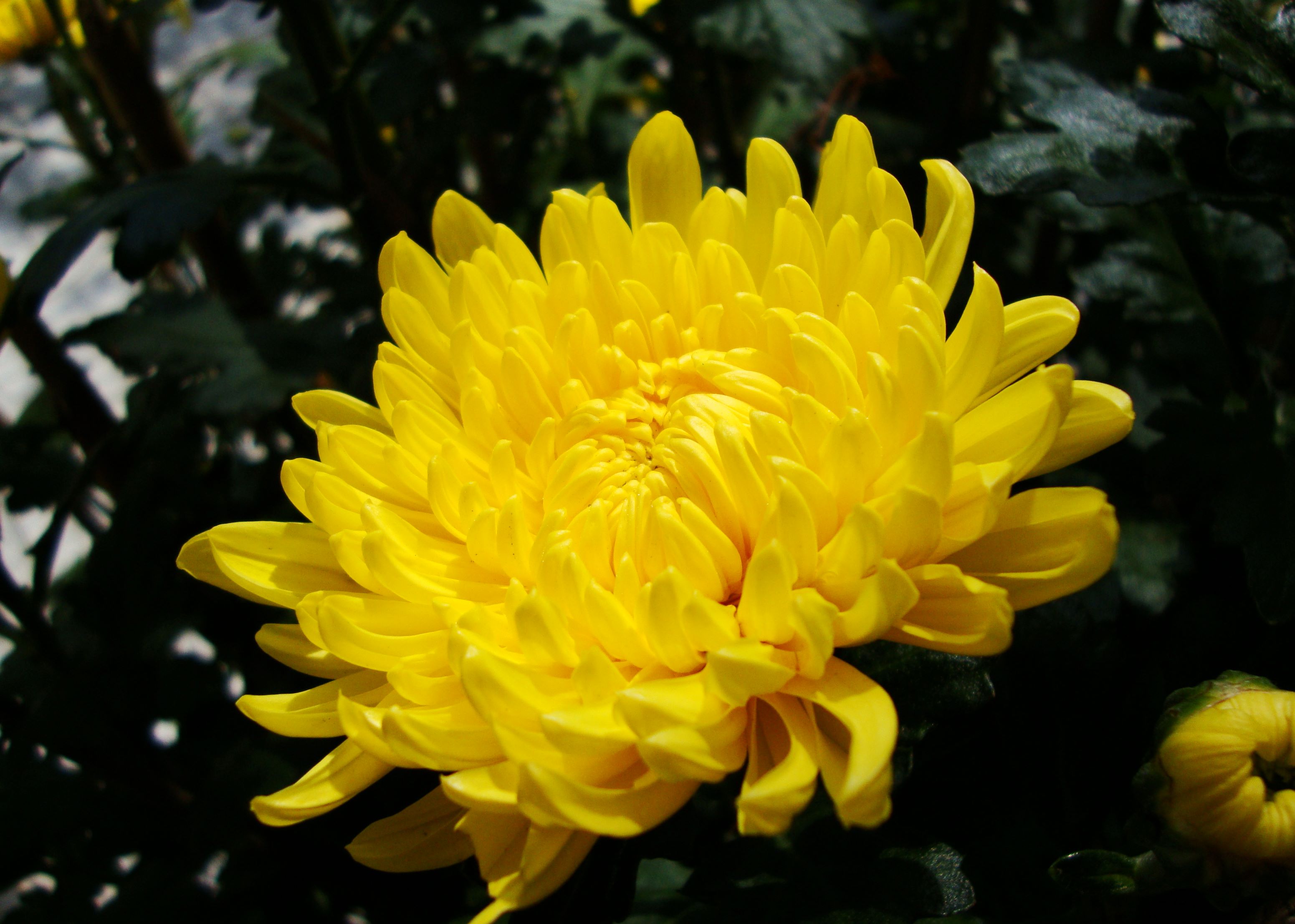 Chrysanthemum Morifolium Pépinière Cramer Inc.