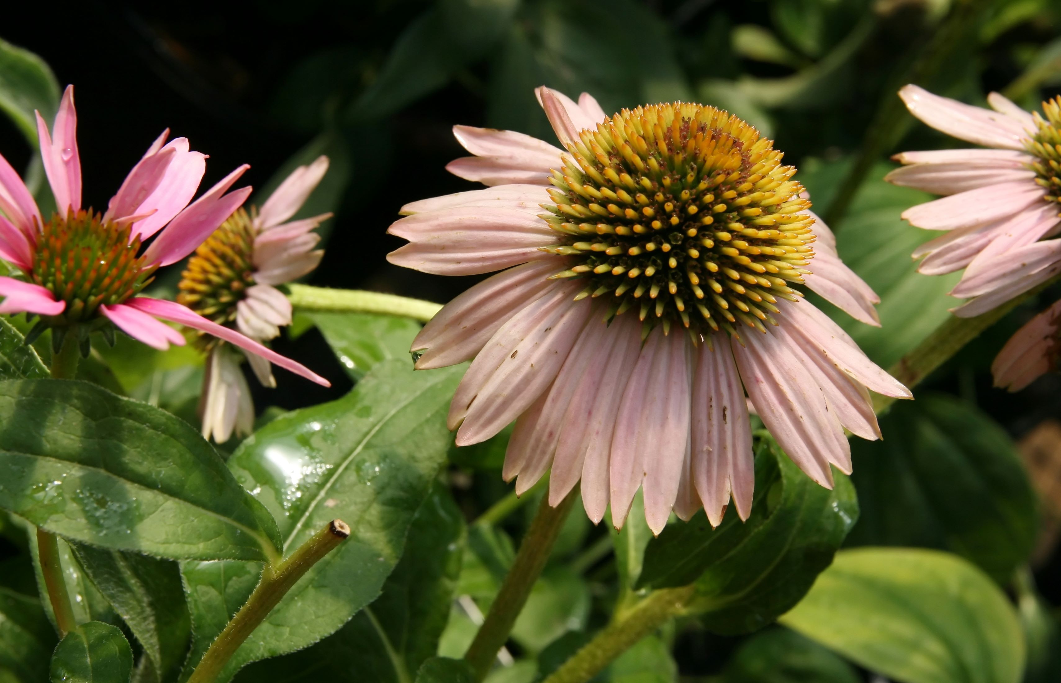 Echinacea purpurea 'Kim's Knee High' Pépinière Cramer Inc.