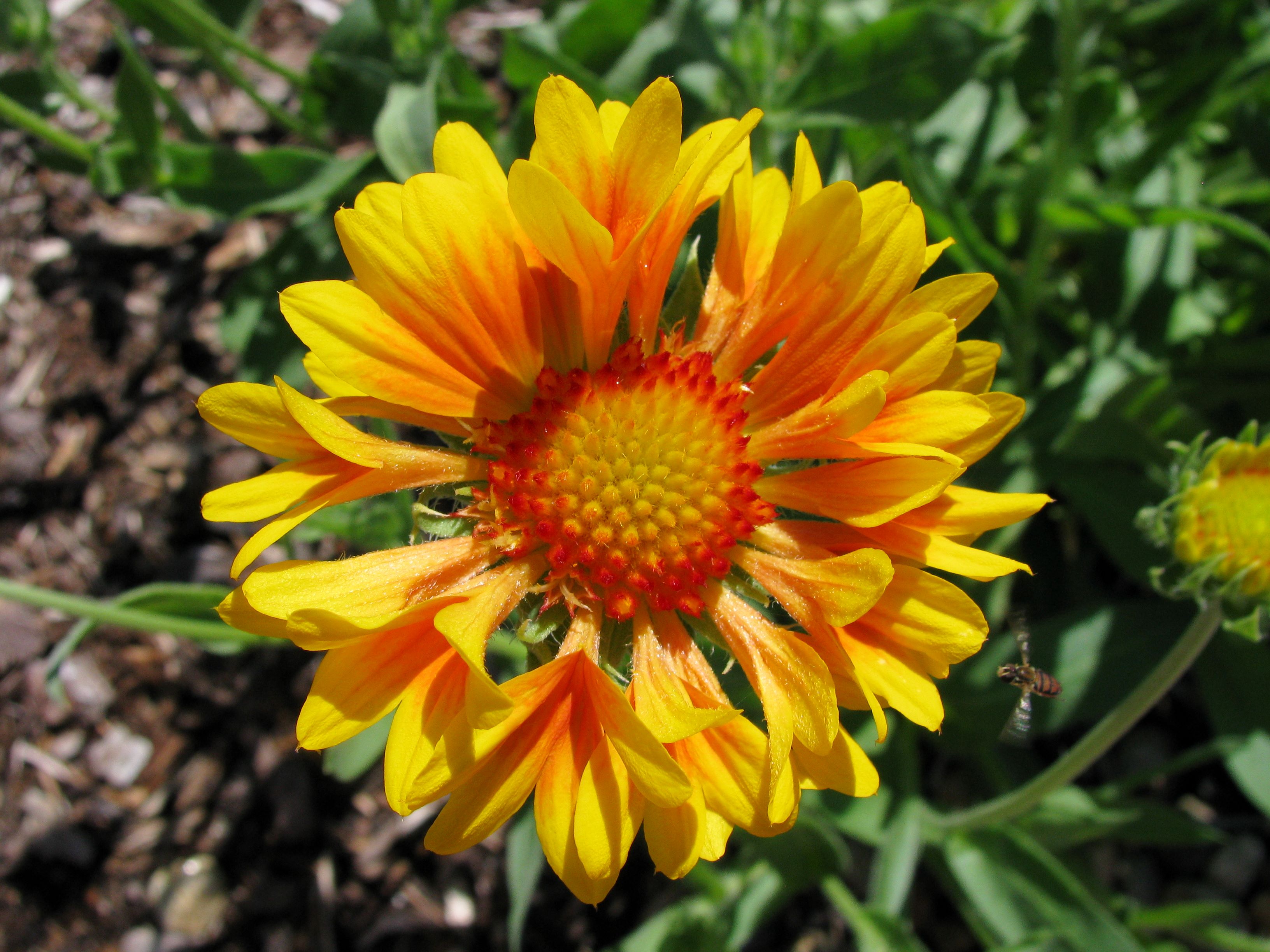 Gaillardia 'Oranges and Lemons' Pépinière Cramer Inc.