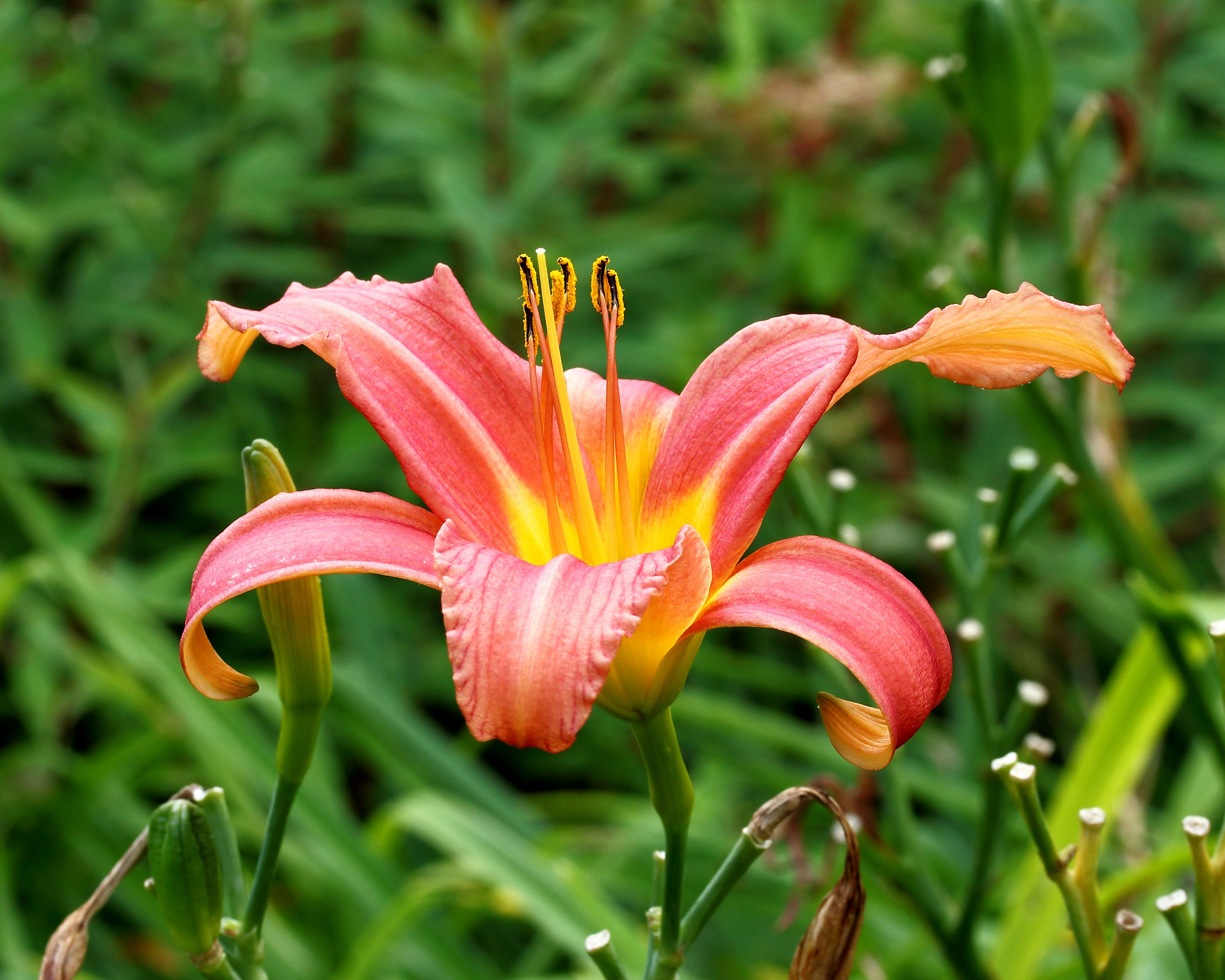 Hemerocallis 'Pink Damask' Pépinière Cramer Inc.