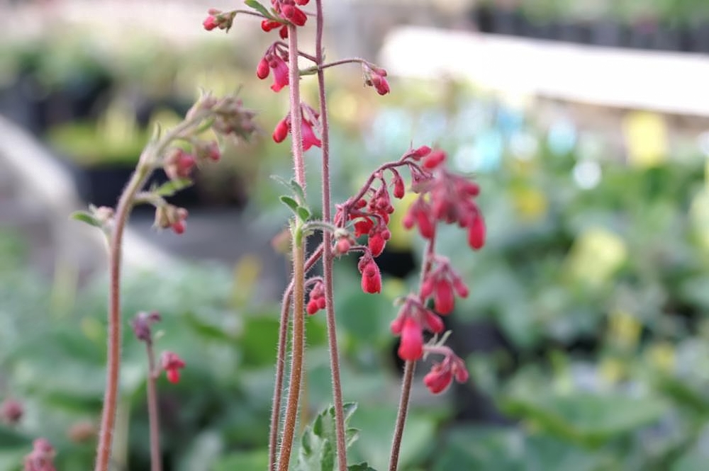 Heuchera ‘Sanguinea Splendens’ - Pépinière Cramer Inc.