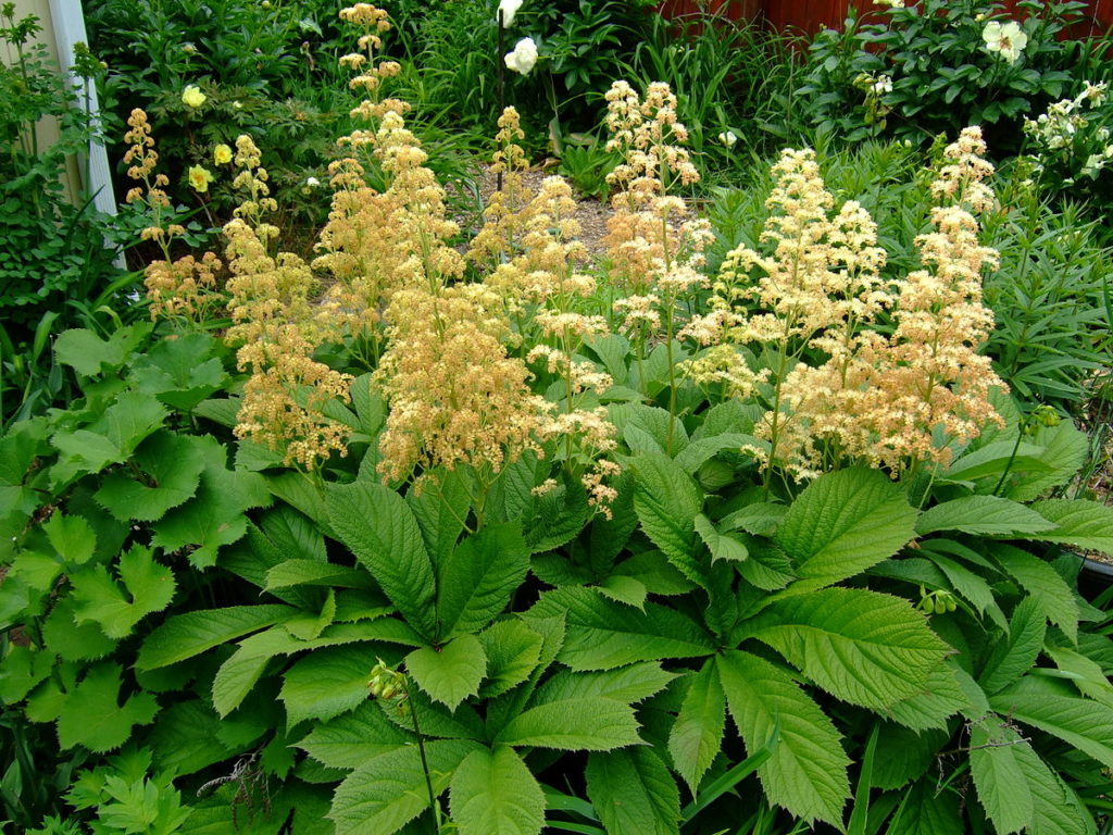 Rodgersia Pinnata 'Elegans' Pépinière Cramer Inc.