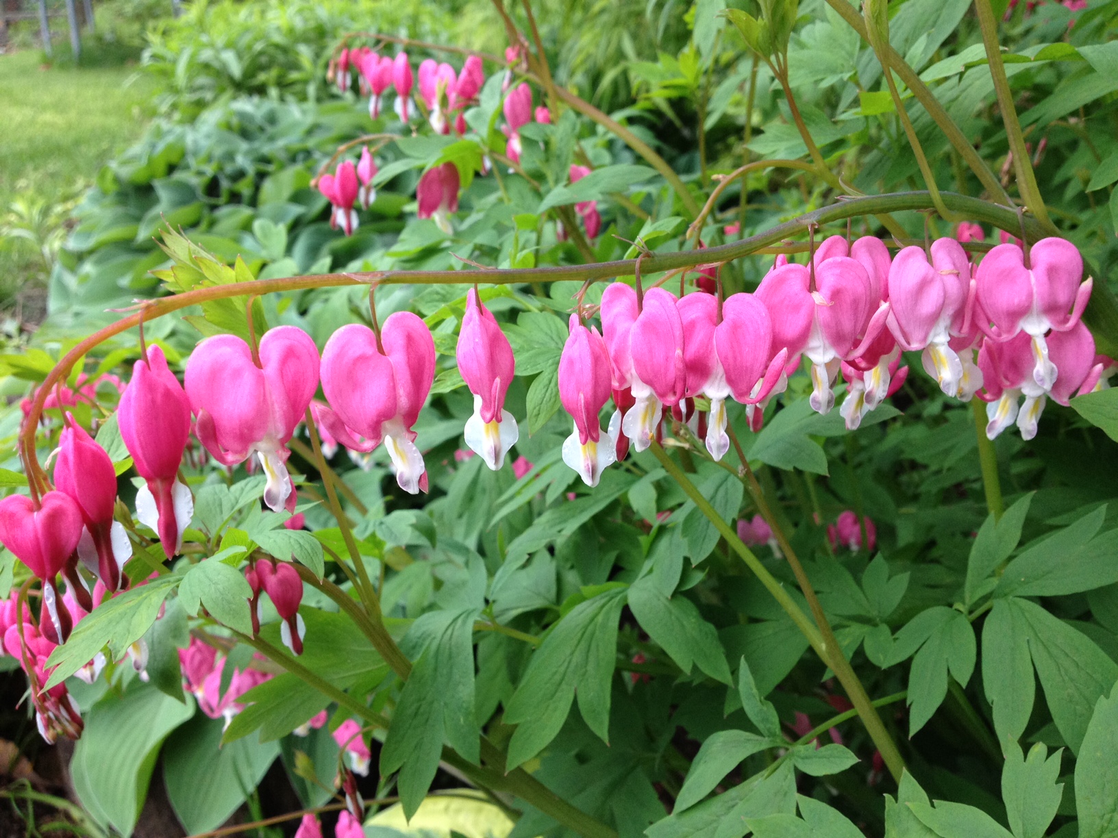 Dicentra spectabilis Pépinière Cramer Inc.