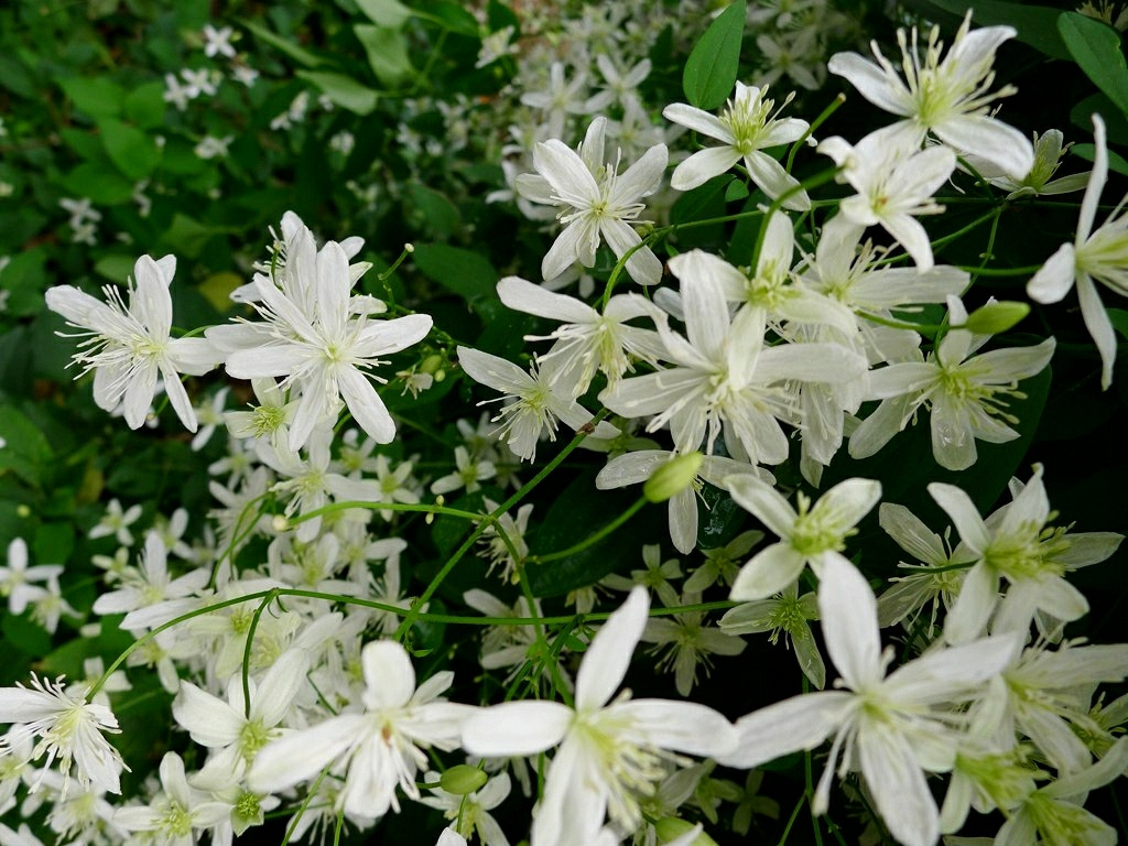 Clematis Paniculata Pépinière Cramer Inc.