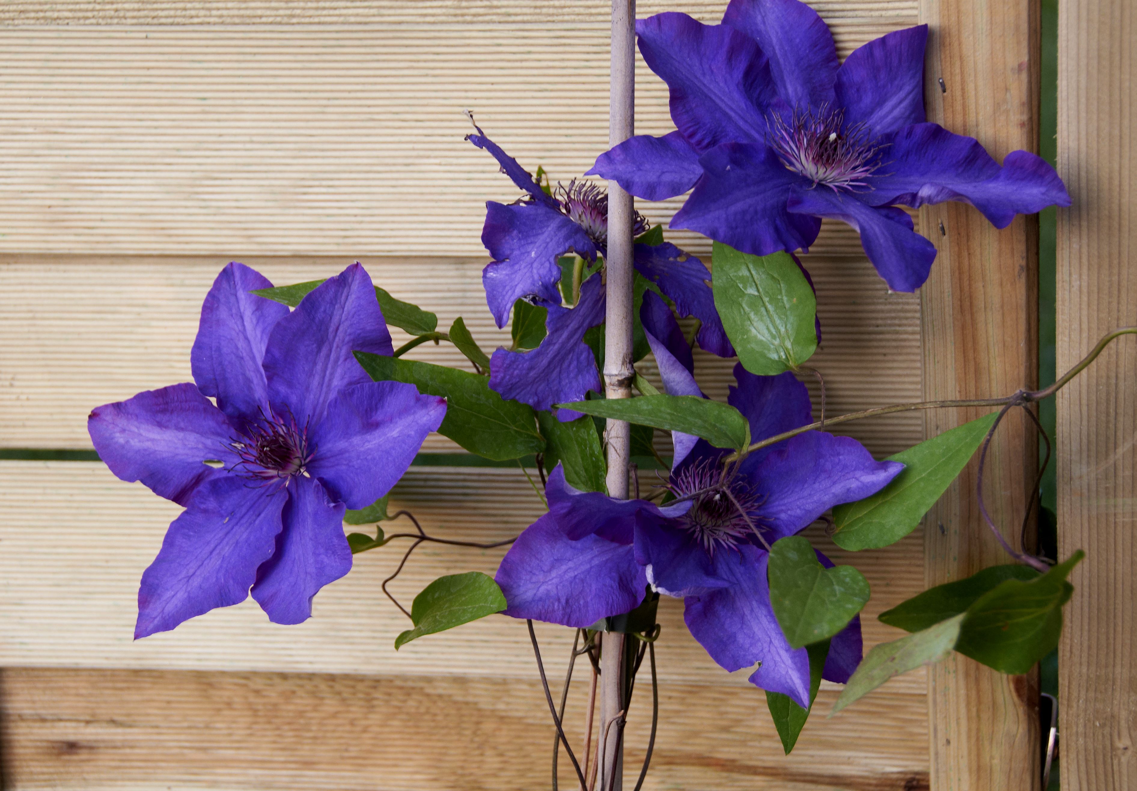 Clematis 'The President' Pépinière Cramer Inc.