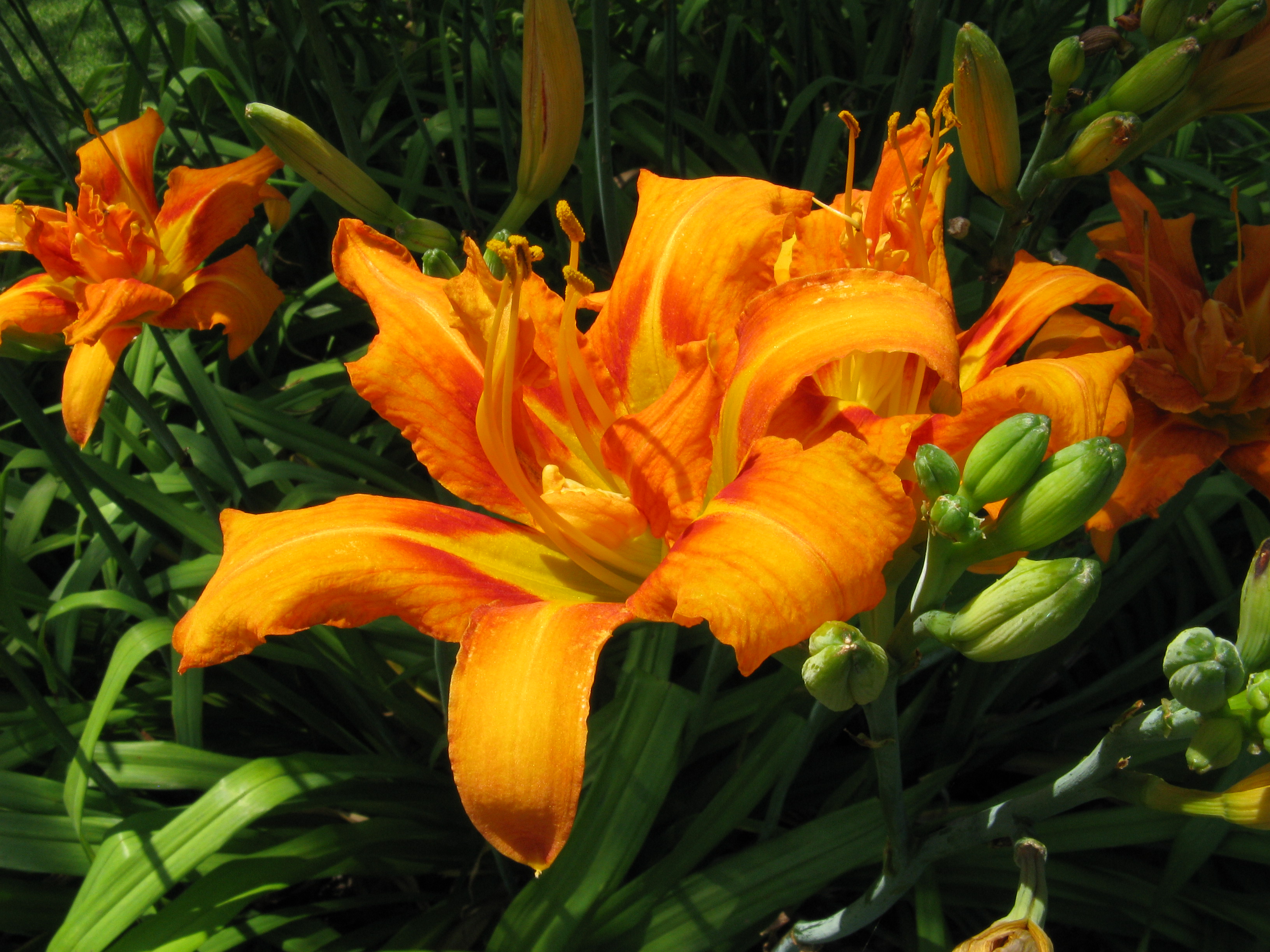 Hemerocallis 'Kwanso'(T) Pépinière Cramer Inc.