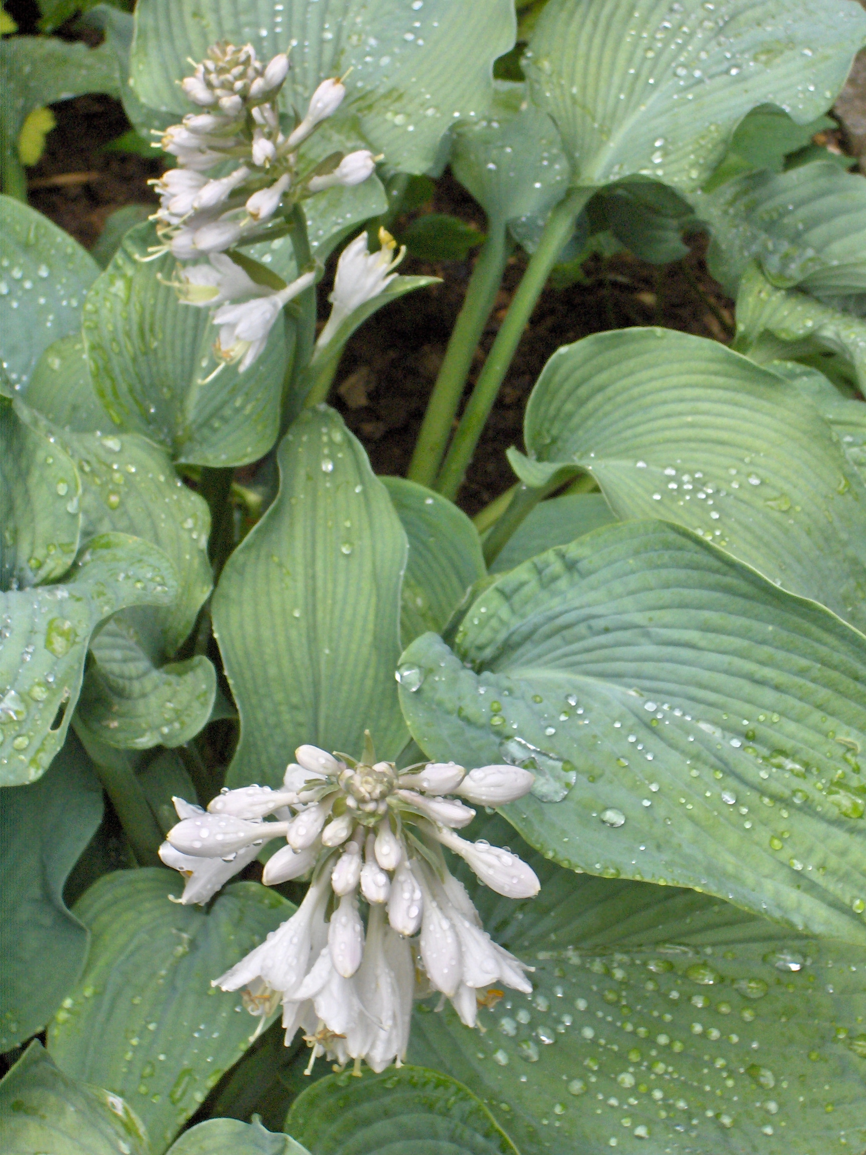 Hosta 'Bressingham Blue' - Pépinière Cramer Inc.