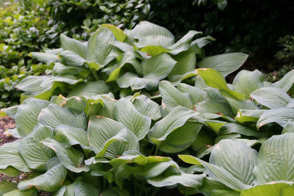 Hosta 'Guacamole' Pépinière Cramer Inc.