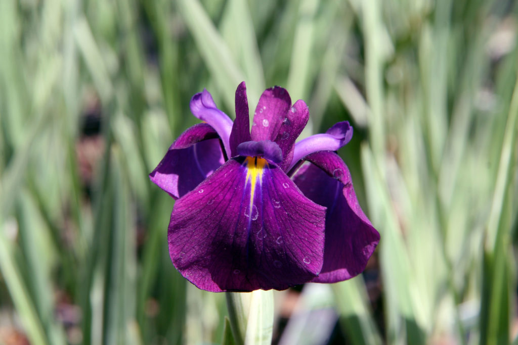 Iris Ensata 'Variegata' Pépinière Cramer Inc.
