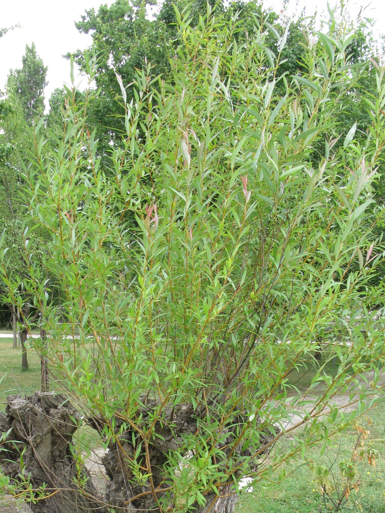 Salix Viminalis P pini re Cramer Inc 