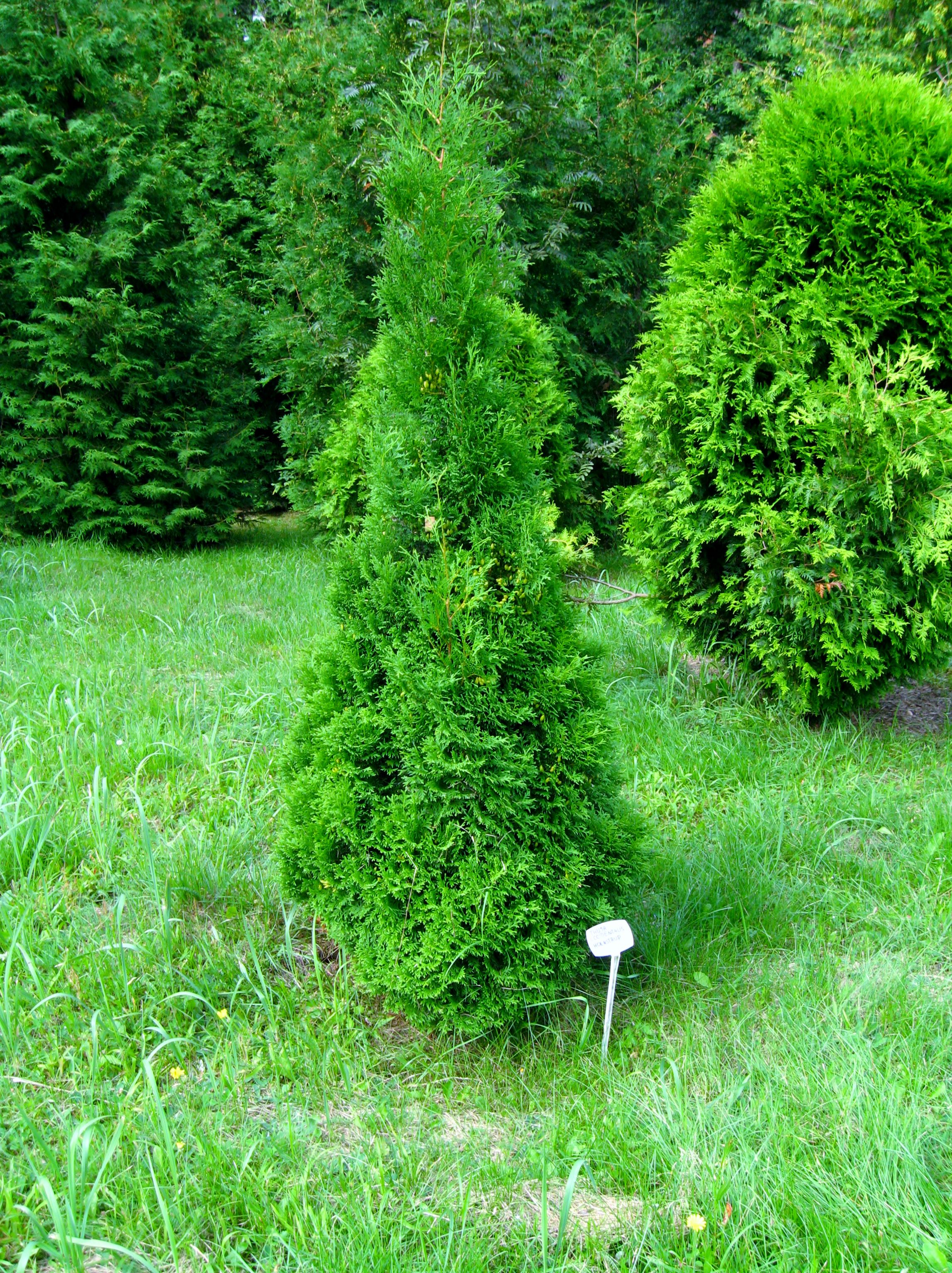 Thuja Occidentalis 'Holmstrup' Pépinière Cramer Inc.