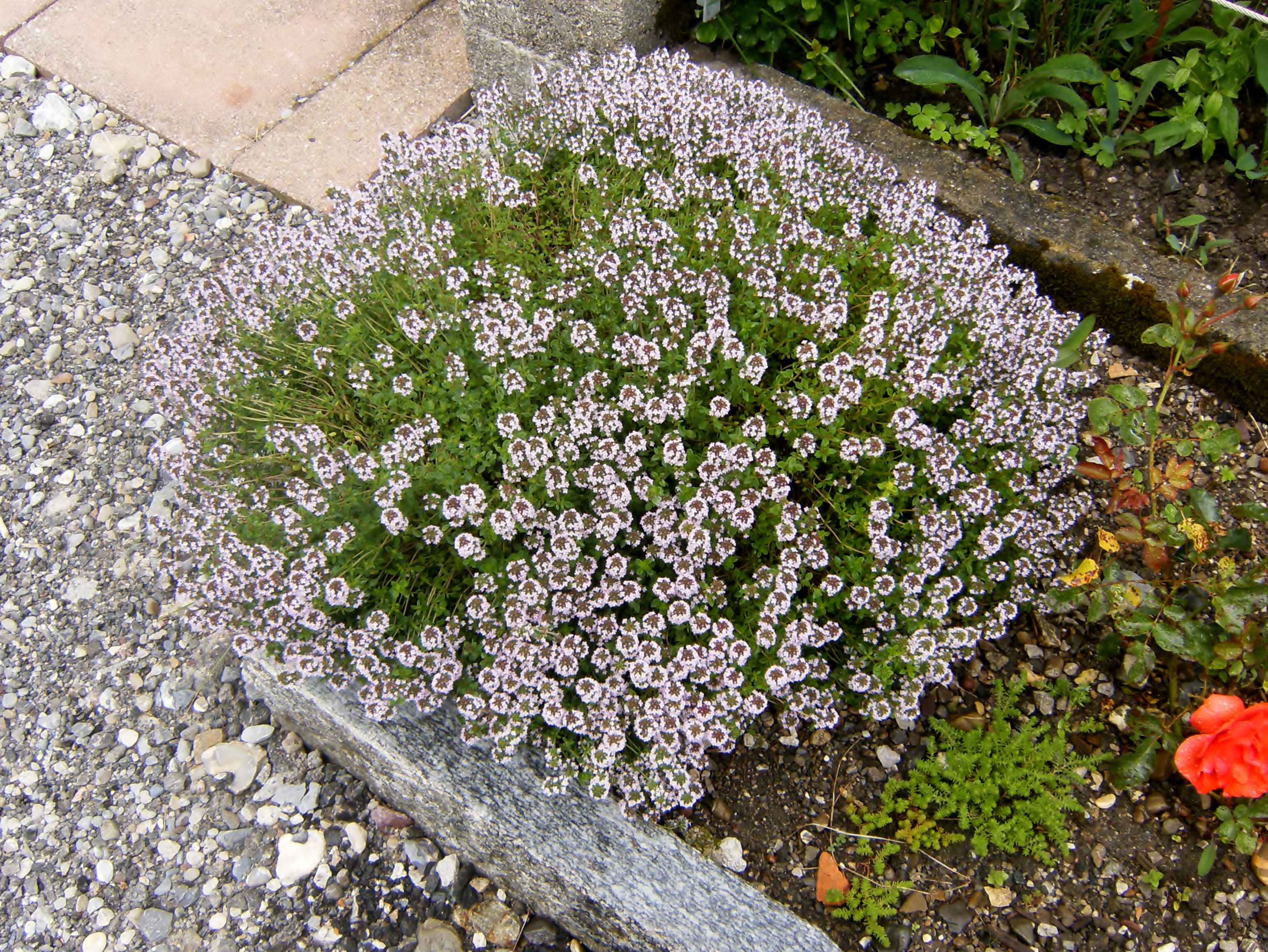 Thymus Vulgaris Pépinière Cramer Inc.