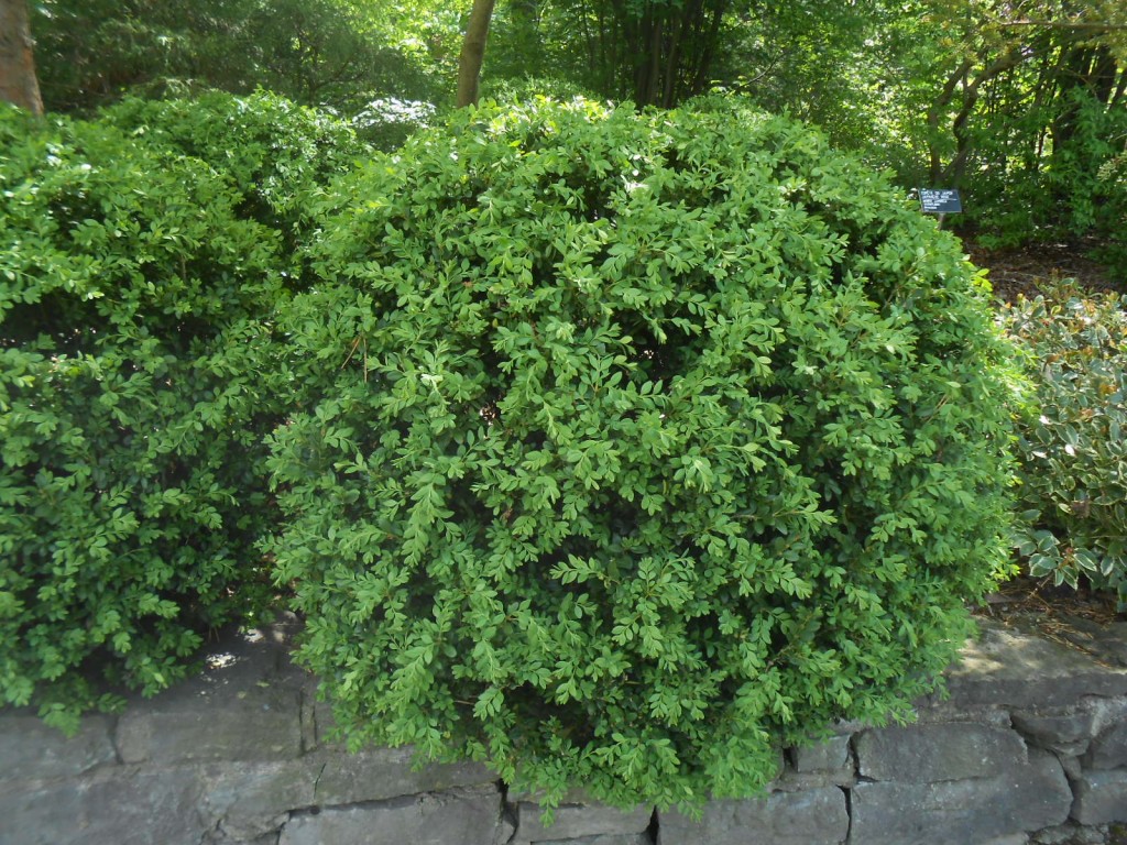 Buxus Microphylla Var Koreana Green Mound Pépinière Cramer Inc