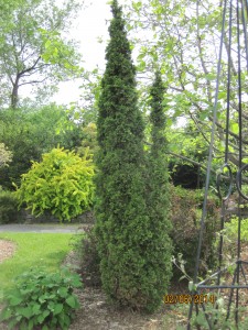 spire degroot thuja occidentalis cramer arborvitae